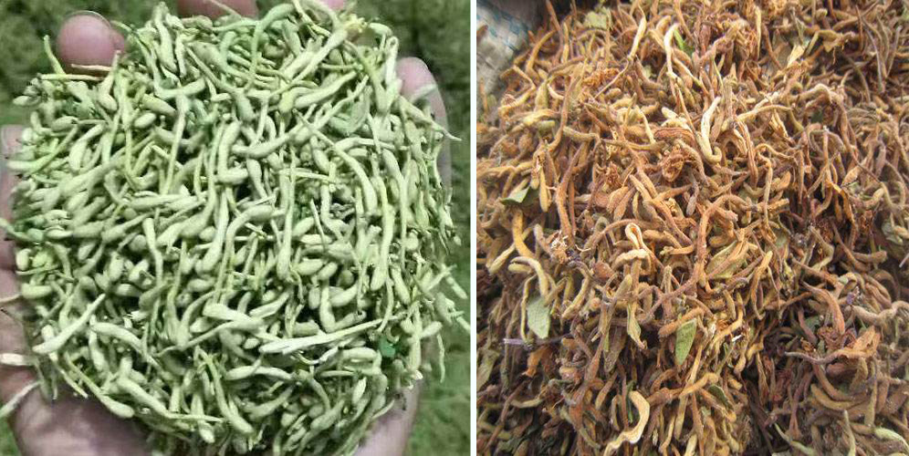 烘干金銀花畝產(chǎn)利潤多少？專業(yè)廠家詳解真實(shí)利潤
